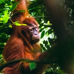 6 Days Jungle Trekking Bukit Lawang
