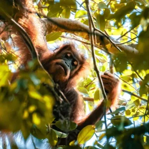 2 Days Jungle Trekking Bukit Lawang