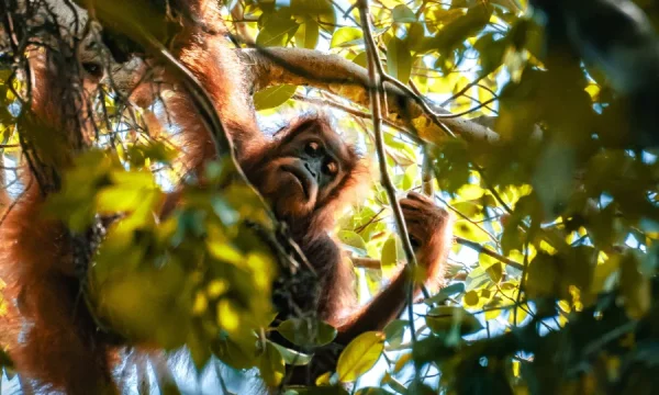 1 day 2 Days Jungle Trekking Bukit Lawang