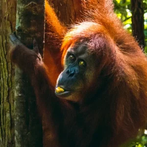 4 Days Jungle Trekking Bukit Lawang