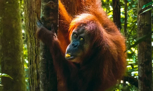 18 4 Days Jungle Trekking Bukit Lawang