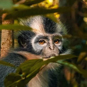 1 Day Jungle Trekking Bukit Lawang