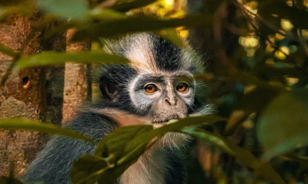 19 1 Day Jungle Trekking Bukit Lawang
