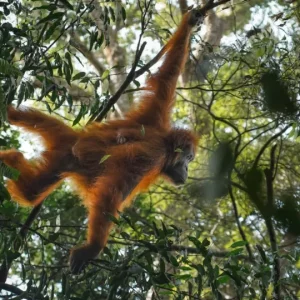 3 Hours Jungle Trekking - Bukit Lawang