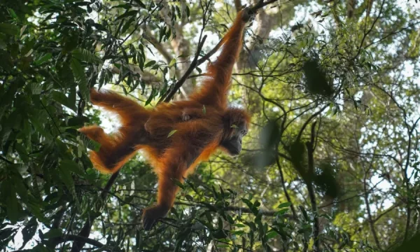3 days 3 Hours Jungle Trekking - Bukit Lawang