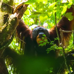 orang utan jungle trekking bukit lawang