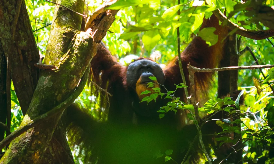 orang utan jungle trekking bukit lawang