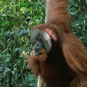 3 Days Jungle Trekking Bukit Lawang