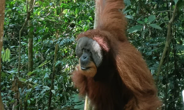 3 3 Days Jungle Trekking Bukit Lawang