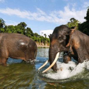 Tangkahan Tour