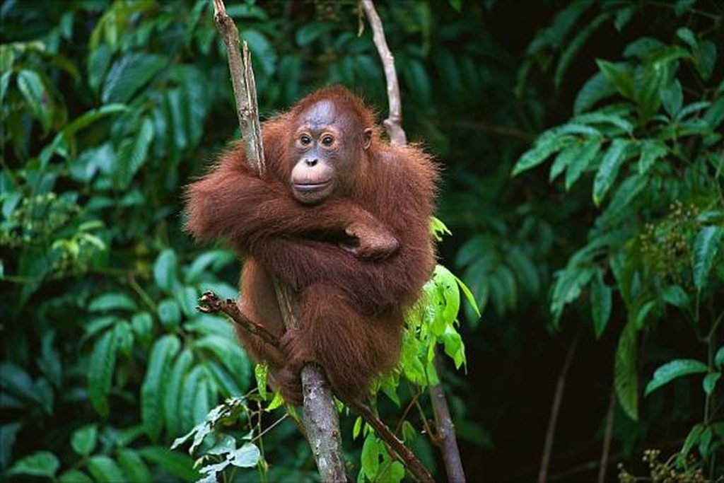 From Kualanamu Airport to Bukit Lawang: my real experience staying at Dazhong Backpacker’s Hostel (Medan), how to book ethical orangutan treks, travel tips, times, and neighborhood foodie finds.
Hashtags for socials: #DazhongBackpackers #Medan #BukitLawang #OrangutanTrek #GunungLeuser #BackpackerGuide #MedanFood #TravelIndonesia #Blakfly